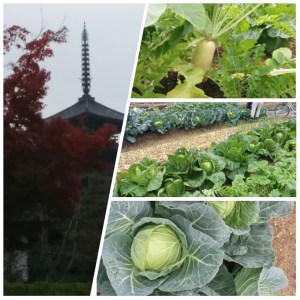 PhotoGrid_1448328917363